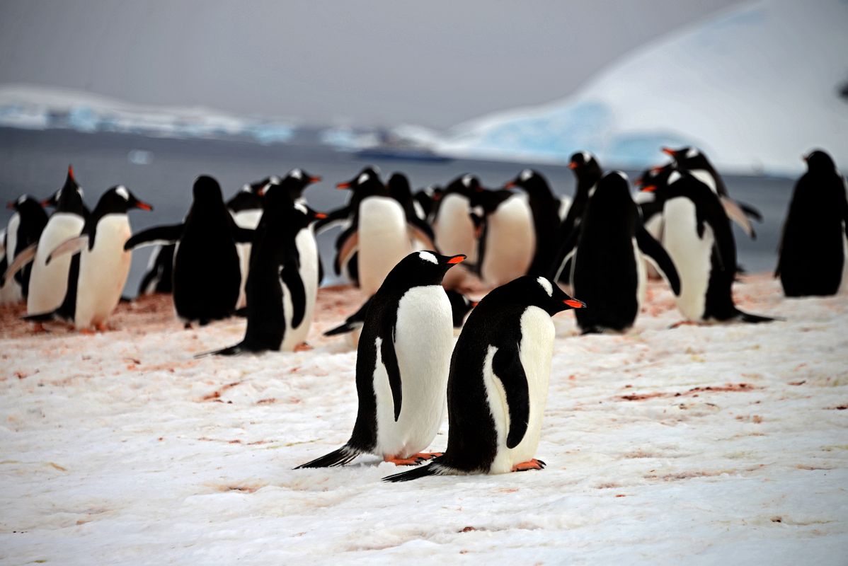 10B Passing By Gentoo Penguins Climbing To The Top Of Danco Island On Quark Expeditions Antarctica Cruise